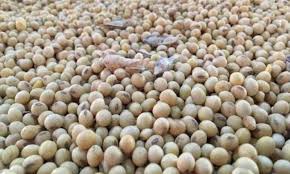 SOPA raises soybean meal export expectation to 22.75L tonne amid global demand