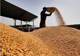 India may cut wheat import duty in 2025 amid price concerns