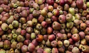 Apple Exports to India Surge After Protocol Chnage