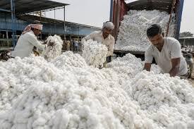 Textile Exporters Gain Relief as India Suspends Cotton Import Duty
