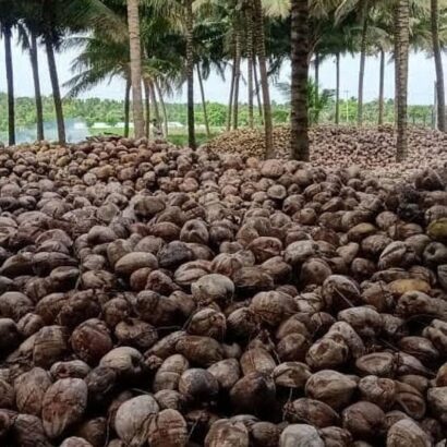 Pollachi Coconut Exports to Gulf Rebound as West Asia Situation Improves